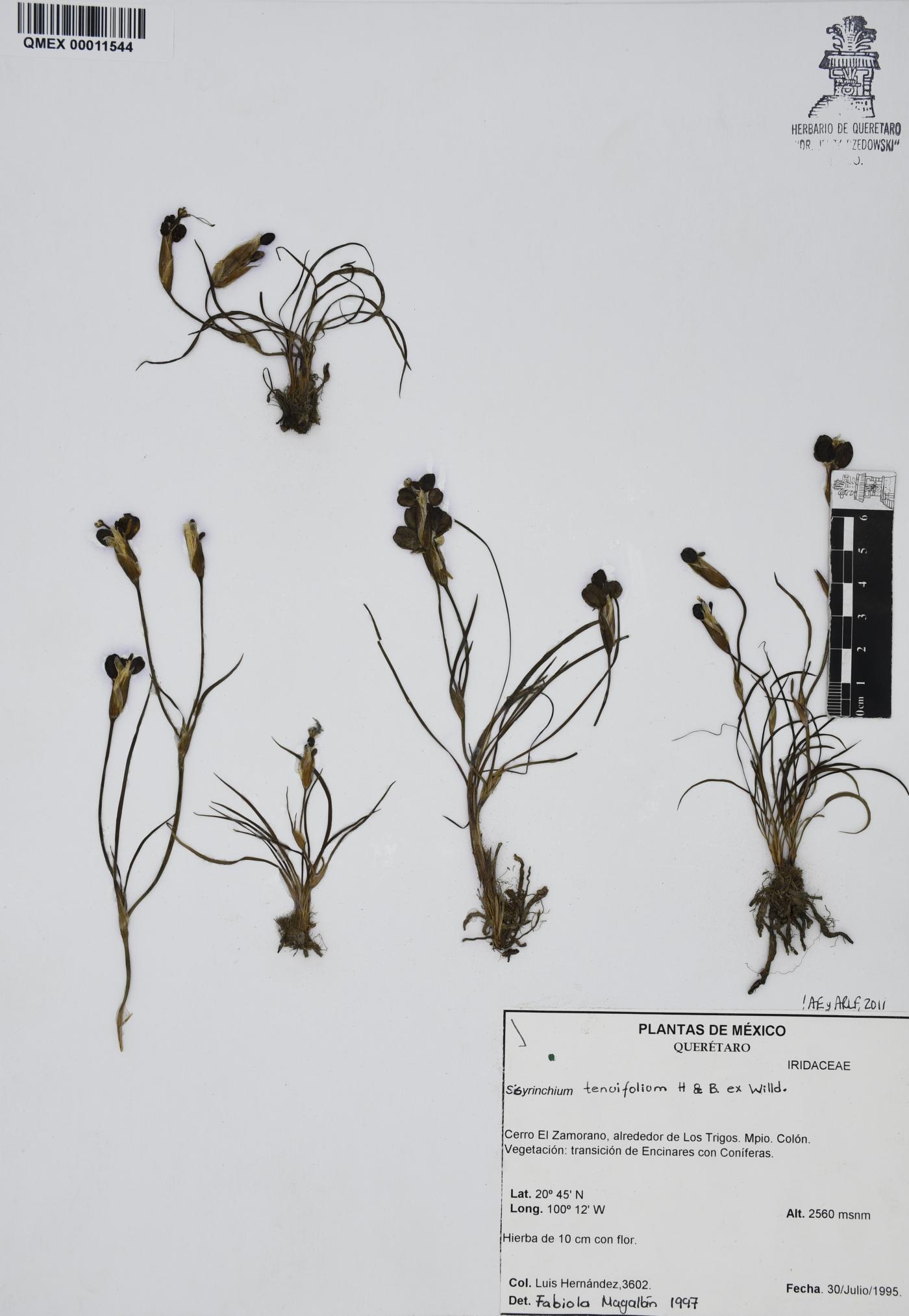 Sisyrinchium tenuifolium image